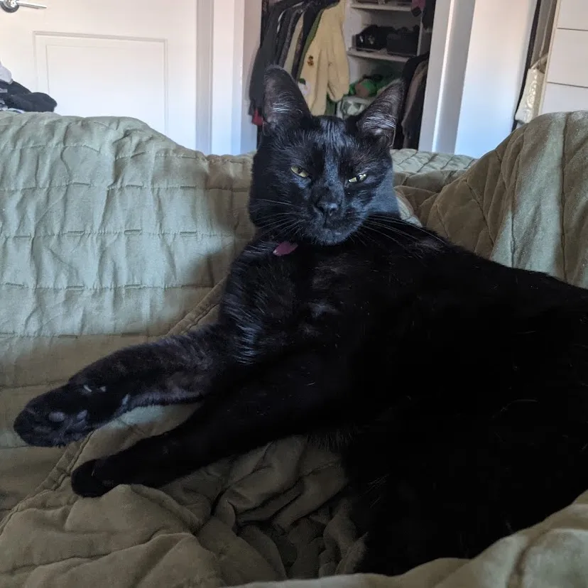 A black cat laying on a bed with its eyes half-closed. It looks sassy.